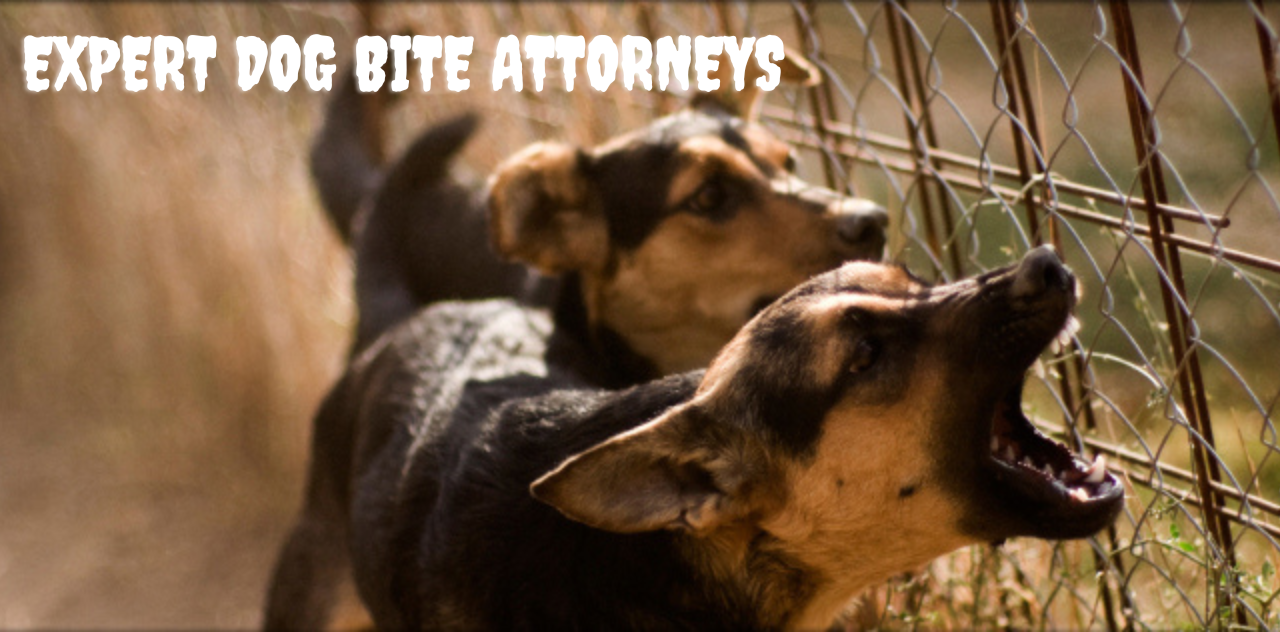 Expert Dog Bite Attorneys Protecting Your Rights After an Attack 2023
